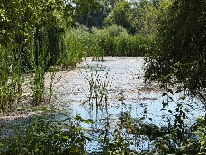 Забруднення озера у Києві