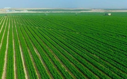 Виробництво агропродукції в Україні торік знизилося на 3,1%. Які регіони в лідерах?. ІНФОГРАФІКА