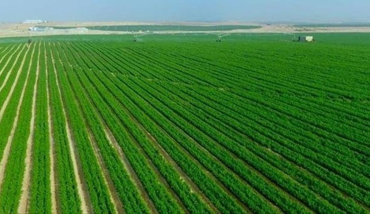 Єгипет планує вирощувати пшеницю у пустелі за допомогою "штучної річки": деталі мегапроєкту