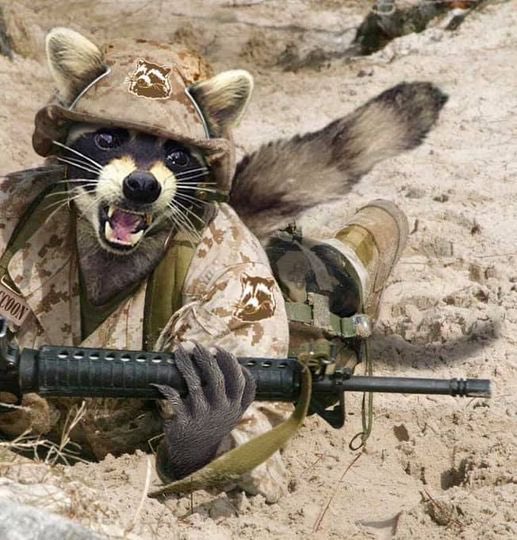 Убегая из Херсона оккупанты украли енота. Сеть взорвалась мемами 03