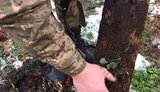 фантом