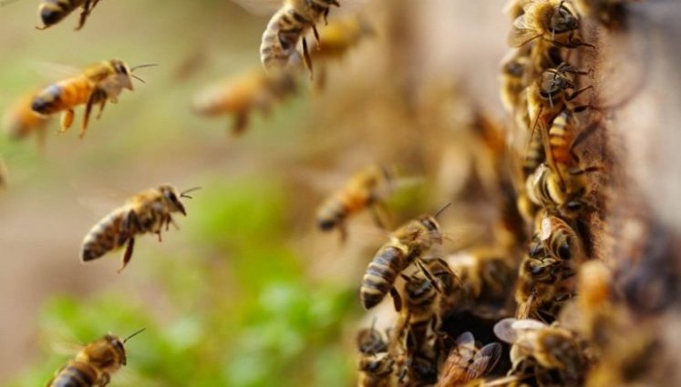 Пчеловоды получат специальную бюджетную дотацию в этом году, - Минэкономики
