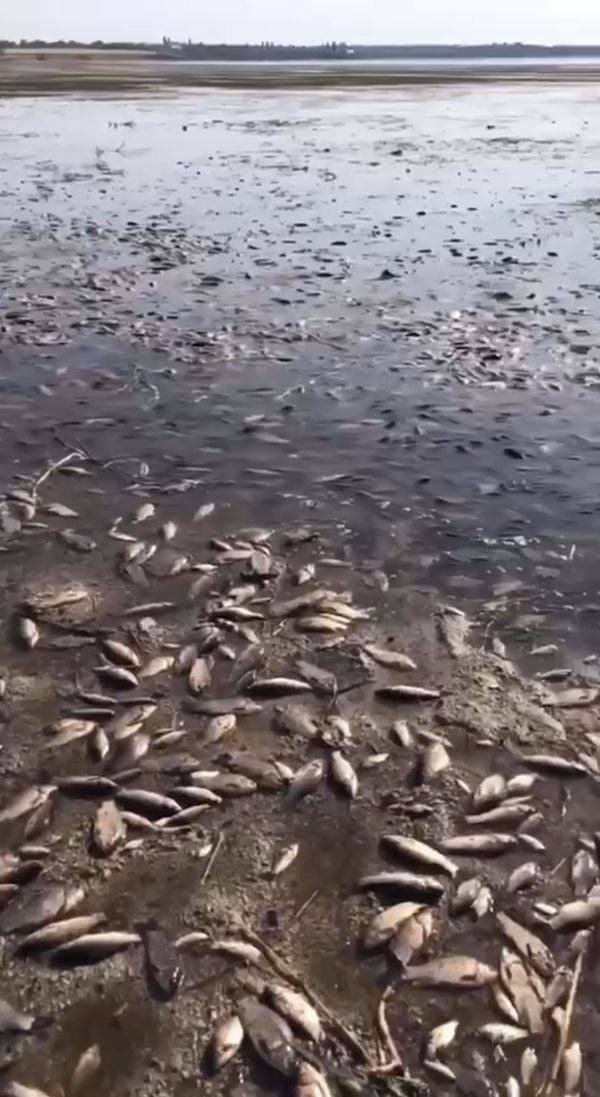 Наслідки затоплення Каховської дамби