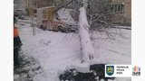 Вследствие непогоды во Львове упало 92 дерева, повреждены 8 автомобилей, - горсовет