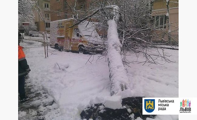 Унаслідок негоди у Львові впало 92 дерева, пошкоджено 8 автомобілів, - міськрада 01 Унаслідок негоди у Львові впало 92 дерева, пошкоджено 8 автомобілів, - міськрада 01