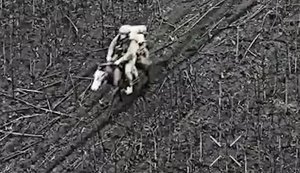 Двох російських штурмовиків-кіннотників атакували оператори дронів 92-ї бригади поблизу Покровська. ВIДЕО