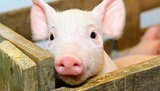 На Херсонщині зафіксовано спалах африканської чуми свиней