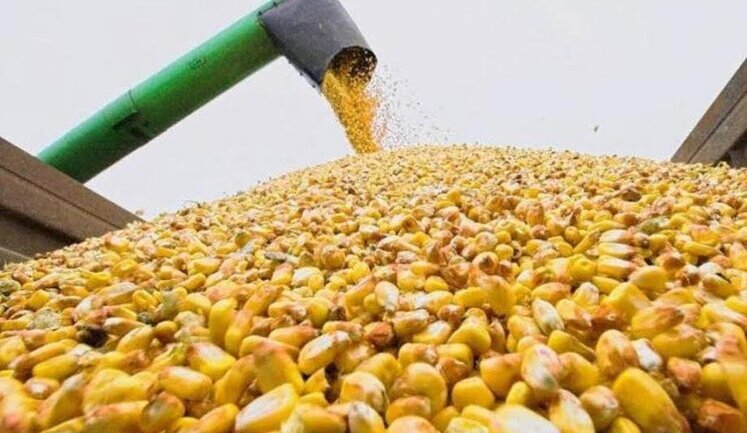 Украинский аграрный экспорт за полгода вырос на 18,6%, – Минагрополитики