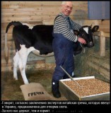 Накорми скотину
