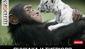 Янукака и Тигрюля