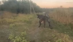 корова збила російського мотоштурмовика