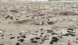 На узбережжі Одещини виявили нові ділянки забруднення мазутом