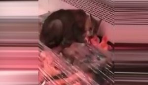 Кот ест мясо в витрине киевского супермаркета "Велика кишеня". ВИДЕО