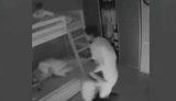 "Пока я не опубликовала видео, на котором он меня бьет, никто палец о палец не ударил", - в Кременчуге мужчина полтора года бил экс-жену на глазах у детей. ВИДЕО