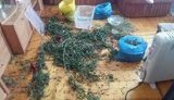 наркотики марихуана