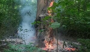 Невідомі кілька днів підряд підпалюють дерева в Голосіївському районі. ФОТОрепортаж