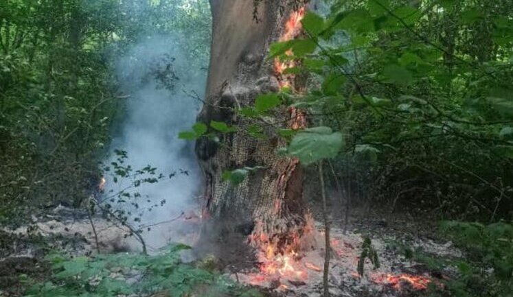 Невідомі кілька днів підряд підпалюють дерева в Голосіївському районі. ФОТОрепортаж