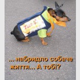 Набридло собаче життя... а тобі?