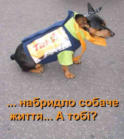 Набридло собаче життя... а тобі?