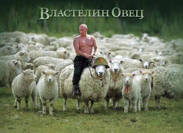 Властелин овец, бриллиантовая труба, газовая игла. Свежие ФОТОжабы от Цензор.НЕТ 01