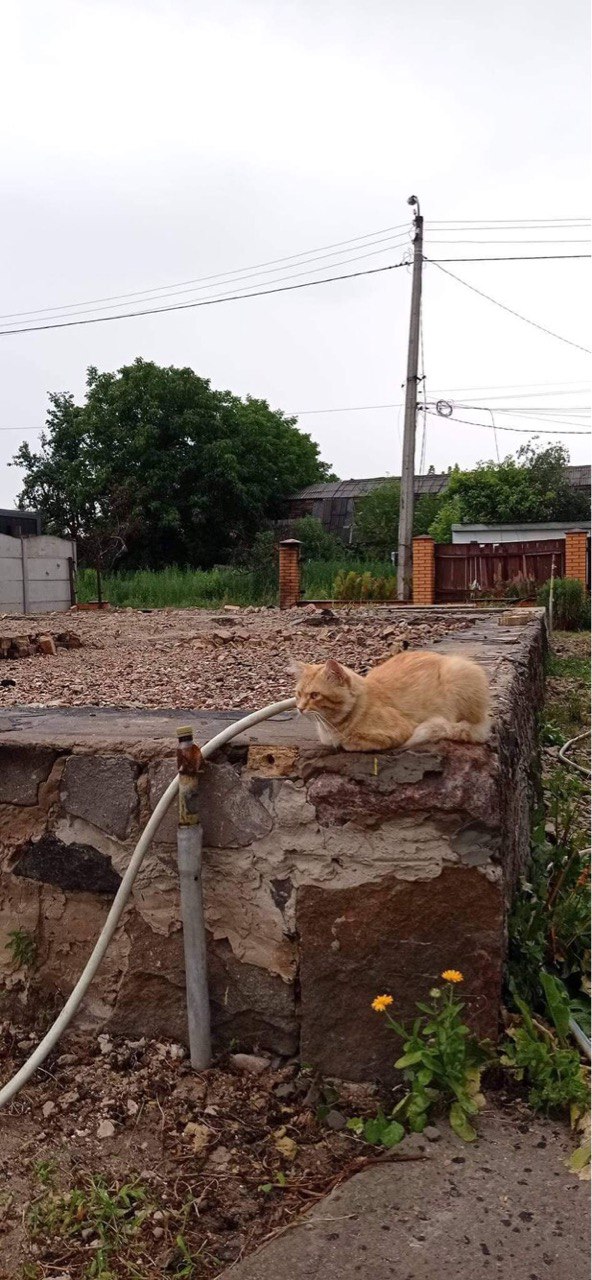 Цензор.НЕТ Изображение