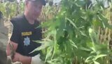 На Днепропетровщине среди подсолнухов обнаружили почти 7 тыс. кустов конопли стоимостью 13,5 млн грн, - полиция. ВИДЕО+ФОТОрепортаж