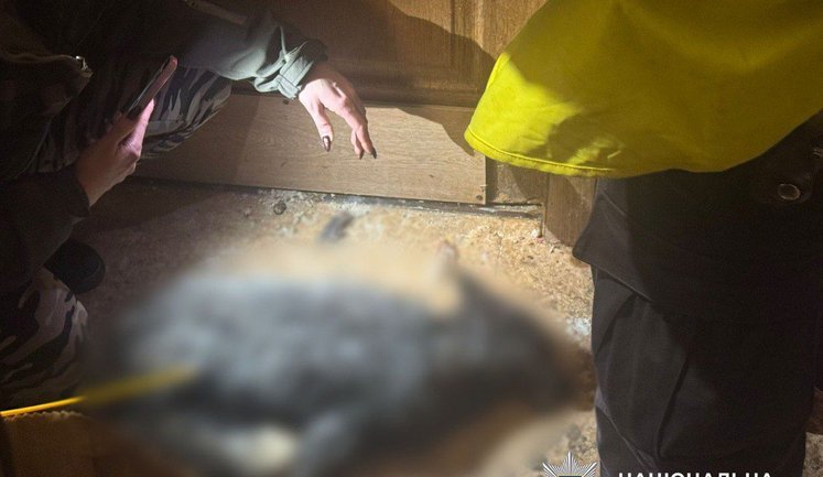 У квартирі киянки, де жив вовк, знайшли труп лисиці, - Нацполіція