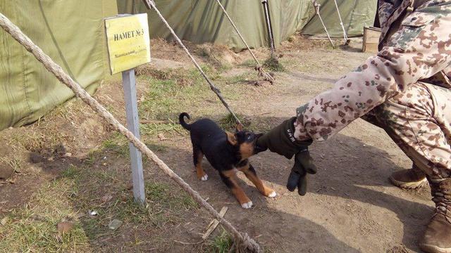 армия лагерь тренировочный яворов