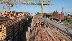 Правительство временно запретило экспорт необработанной древесины, - Свириденко