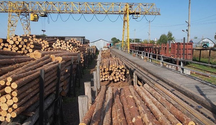 Правительство временно запретило экспорт необработанной древесины, - Свириденко