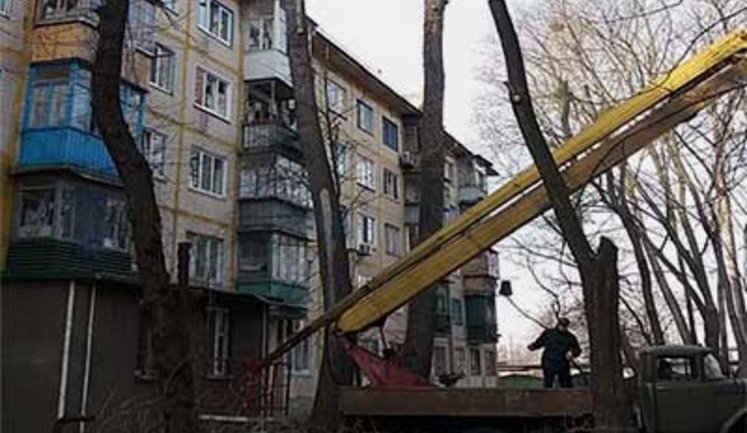 "Главная цель - сохранение зеленых насаждений": "Киевзеленбуд" объяснил необходимость кронирования деревьев