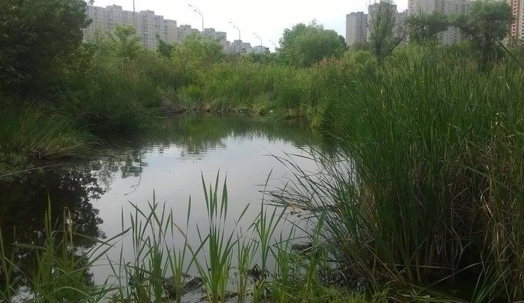 Управление водных ресурсов в 2014-м не давало добро на застройку озера Утиного в Киеве. НОВЫЕ ДОКУМЕНТЫ