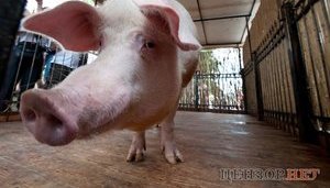 Кабмин упростил регистрацию мощностей по производству кормов для животных