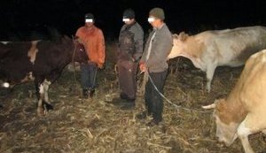 Пограничники задержали на линии разграничения перегонщиков скота. ФОТО