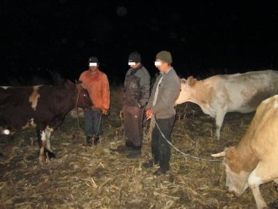 коровы