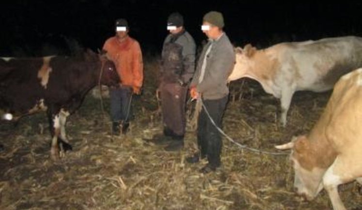 Пограничники задержали на линии разграничения перегонщиков скота. ФОТО