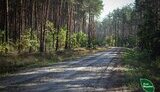лісова дорога побудована ДП "Ліси України"