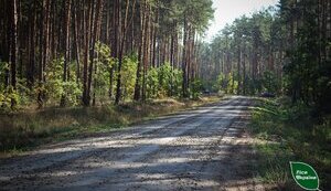 лісова дорога побудована ДП