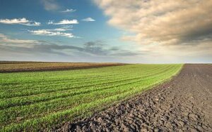В Україні зросли ціни на землю для фізосіб після відкриття ринку для компаній