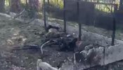 Ярова
