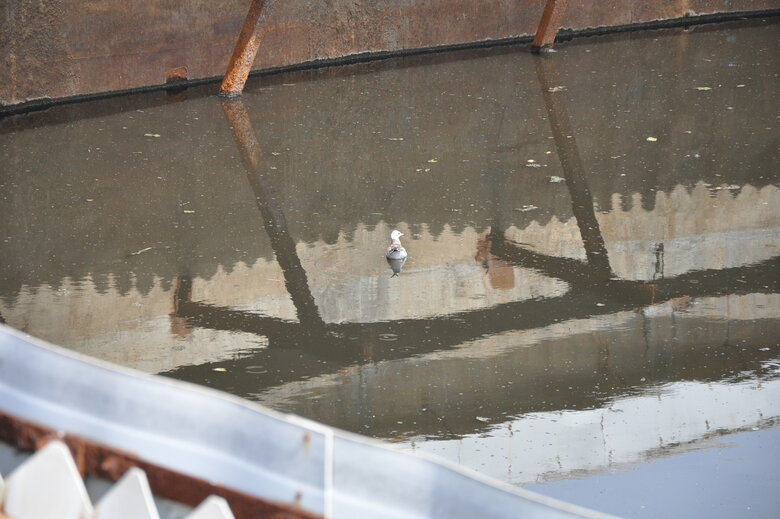 У Чернігові екологи зафіксували злочини РФ для позову у міжнародний суд 05