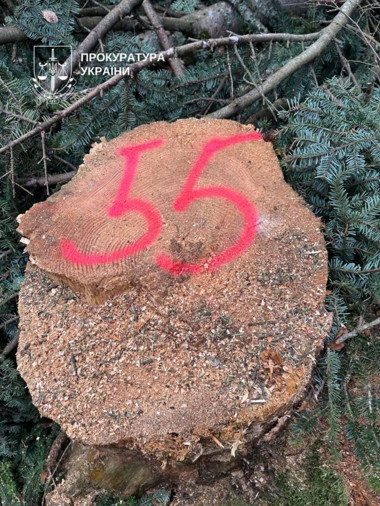 Правоохоронці повідомили про підозру 29 фігурантам справ про масштабні схеми у лісовій галузі