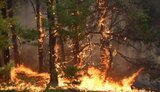 На Луганщині вирують пожежі