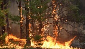 На Луганщині вирують пожежі