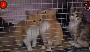 Пронесли дроном через Дніпро: шістьох котів евакуювали з окупованих Олешків. ВIДЕО