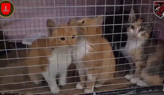 Пронесли дроном через Дніпро: шістьох котів евакуювали з окупованих Олешків. ВIДЕО