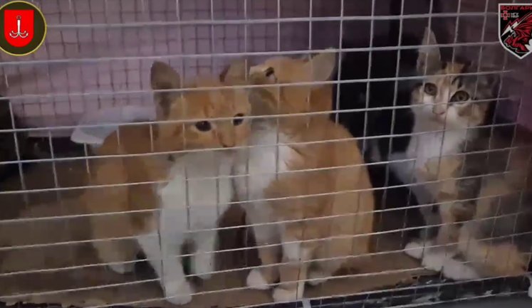 Пронесли дроном через Дніпро: шістьох котів евакуювали з окупованих Олешків. ВIДЕО