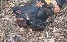 россиянин без головы и обгорел