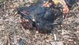 Russian man is without head and burned