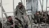 полонені